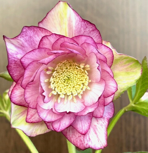 楽天市場】クリスマスローズ 広瀬園芸 グラデーションピコティDD