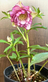 楽天市場】クリスマスローズ 広瀬園芸 グラデーションピコティDD