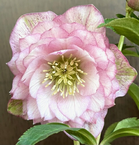 楽天市場】クリスマスローズ 広瀬園芸 グラデーションピンク 多弁系