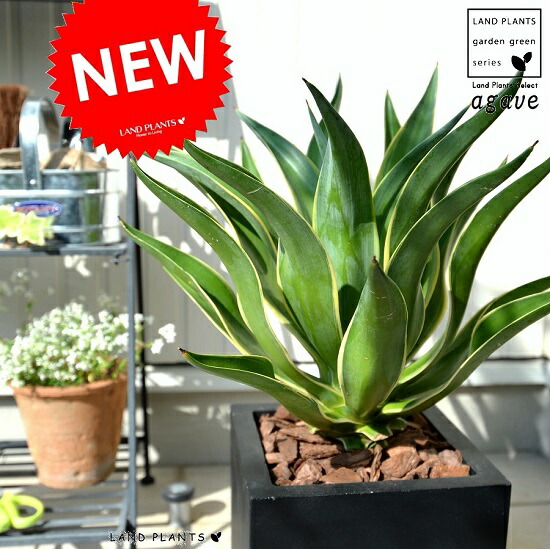 楽天市場】アガベ (ベネズエラ) ブラック キューブ型 陶器鉢（バーク