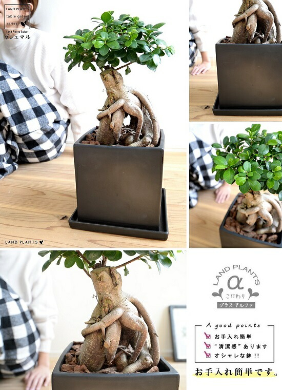 楽天市場】ガジュマル（超幹太） ブラック キューブ型 陶器鉢 Lサイズ