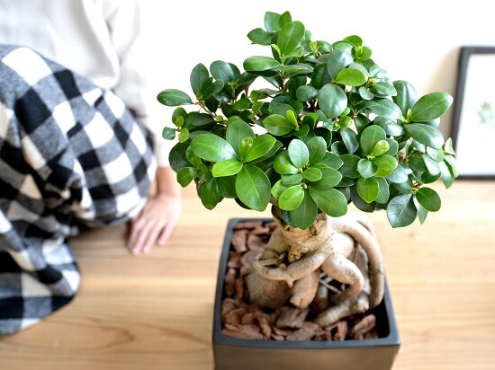 楽天市場】ガジュマル（超幹太） ブラック キューブ型 陶器鉢 Lサイズ