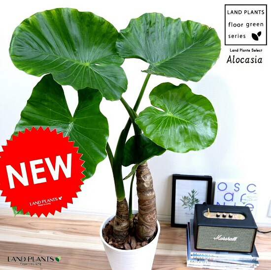 楽天市場】クワズイモ（出世芋） セラアート鉢 (白色) 8号 鉢植え