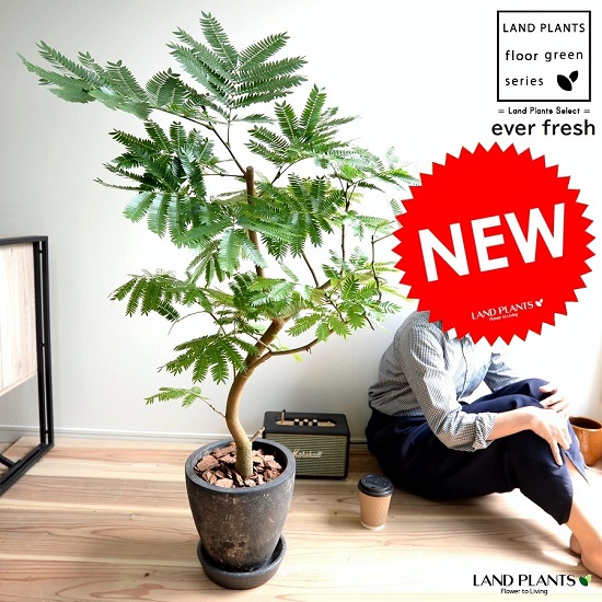 楽天市場】エバーフレッシュ （自然樹形） 黒色 エッグ ラウンド 陶器