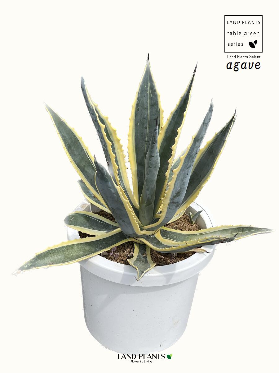 楽天市場】アガベ（アメリカーナ・バリエガータ）斑入り 10号