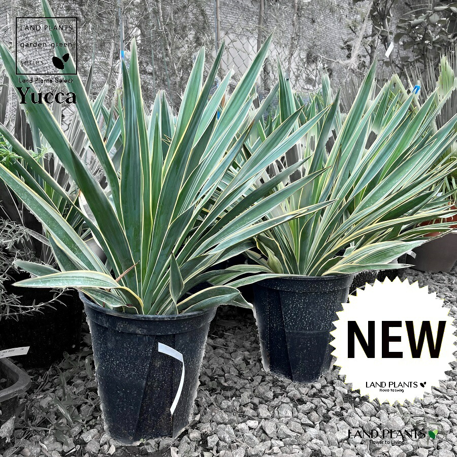 楽天市場】ユッカ（グロリオサ：斑入り） 7号 プラスチック鉢 1鉢