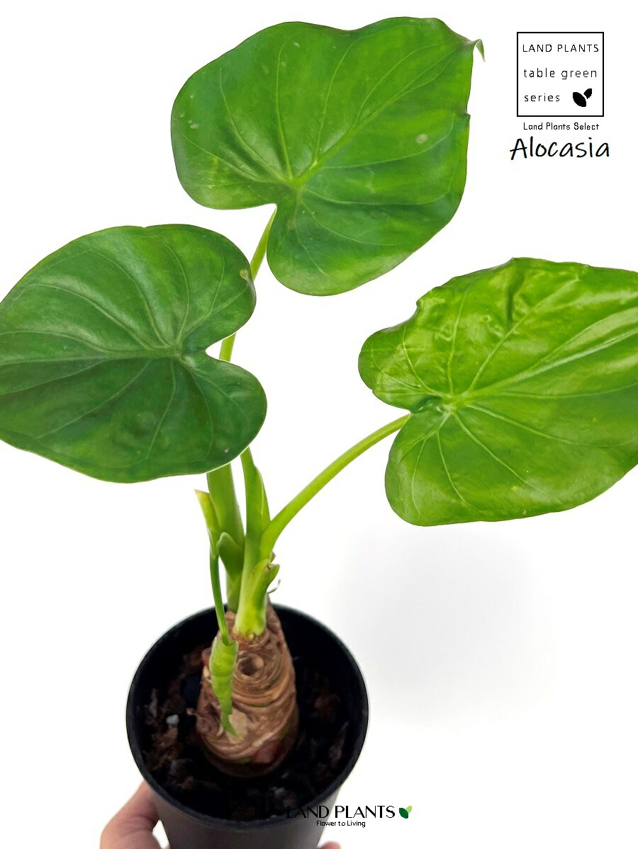 楽天市場】シマクワズイモ （アロカシア・ククラータ）1鉢 4号