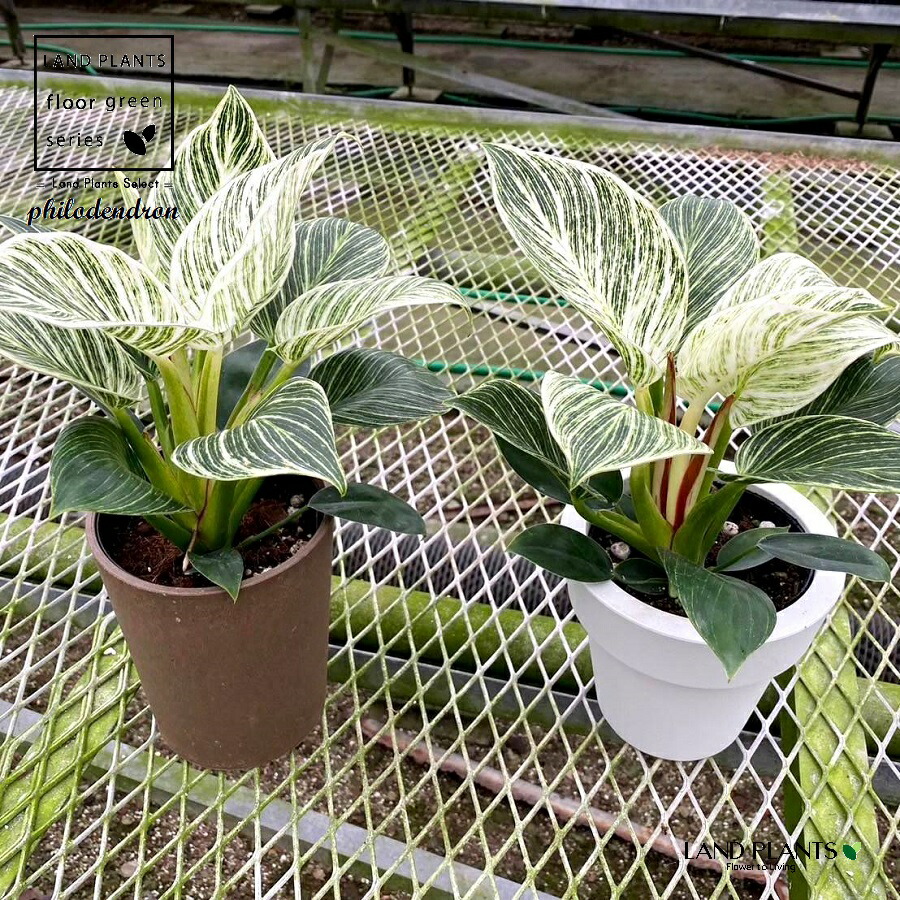 楽天市場】【ケース販売：6入】 フィロデンドロン（バーキン） 5号