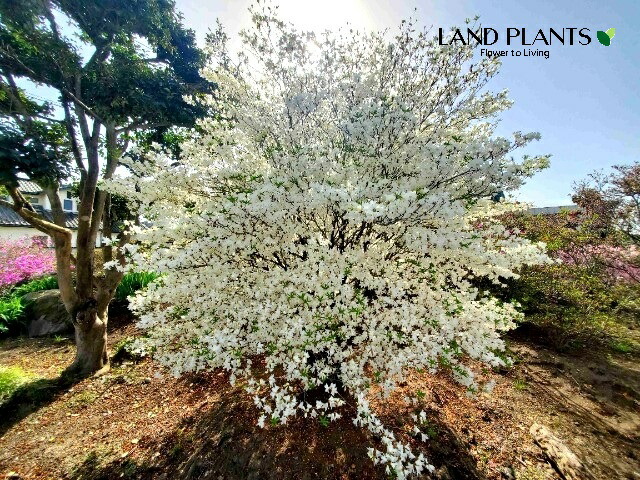 楽天市場】【ケース販売：5入】 シロヤシオツツジ（白八汐躑躅） 7号