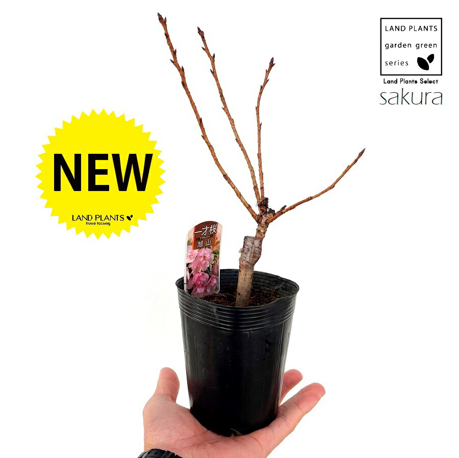 楽天市場】桜（旭山）1鉢 4号 ポット苗 旭山桜 アサヒヤマ アサヒヤマ