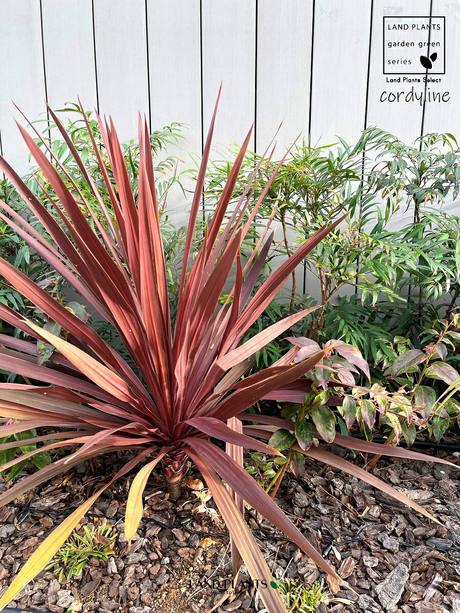 楽天市場】コルジリネ（レッドスター） 7号 プラスチック苗 1鉢