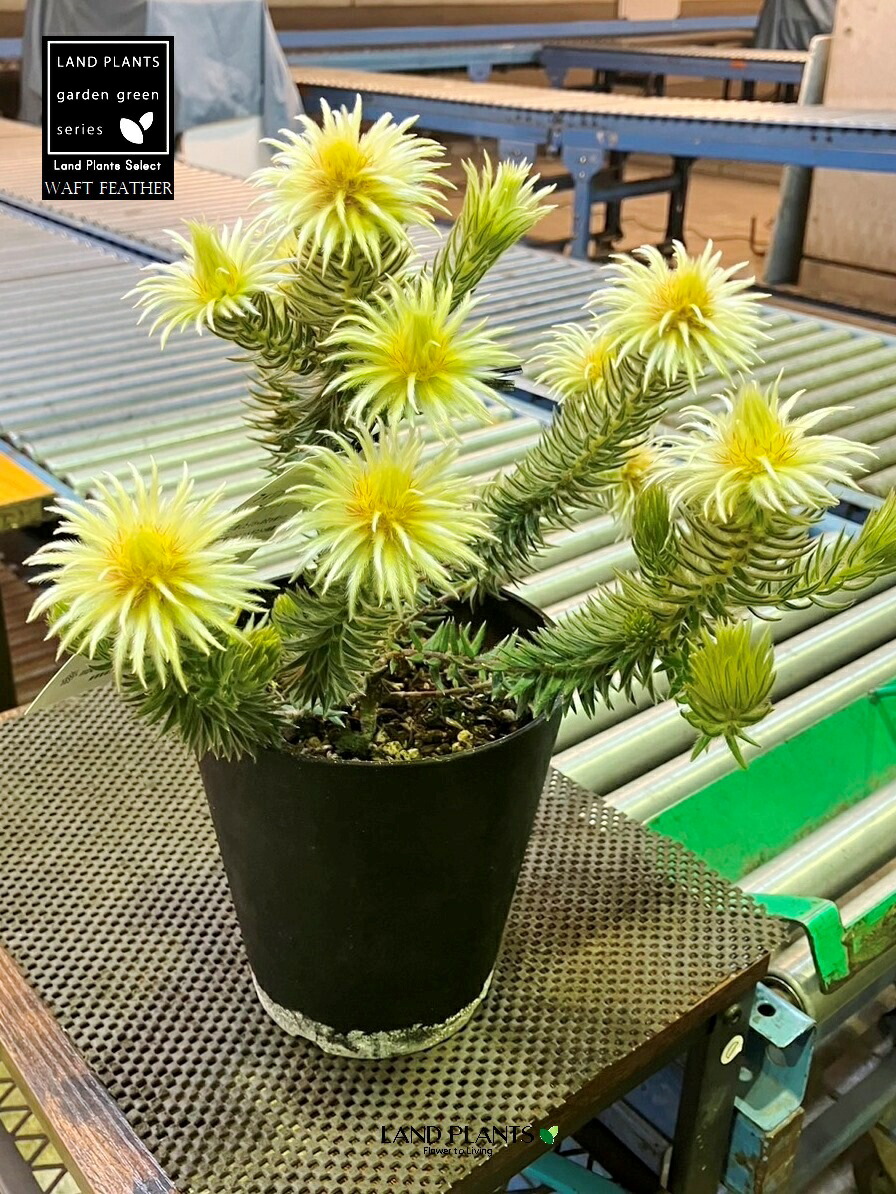 楽天市場】【ケース販売：6入】 フィリカ・プベッセンス（ワフト