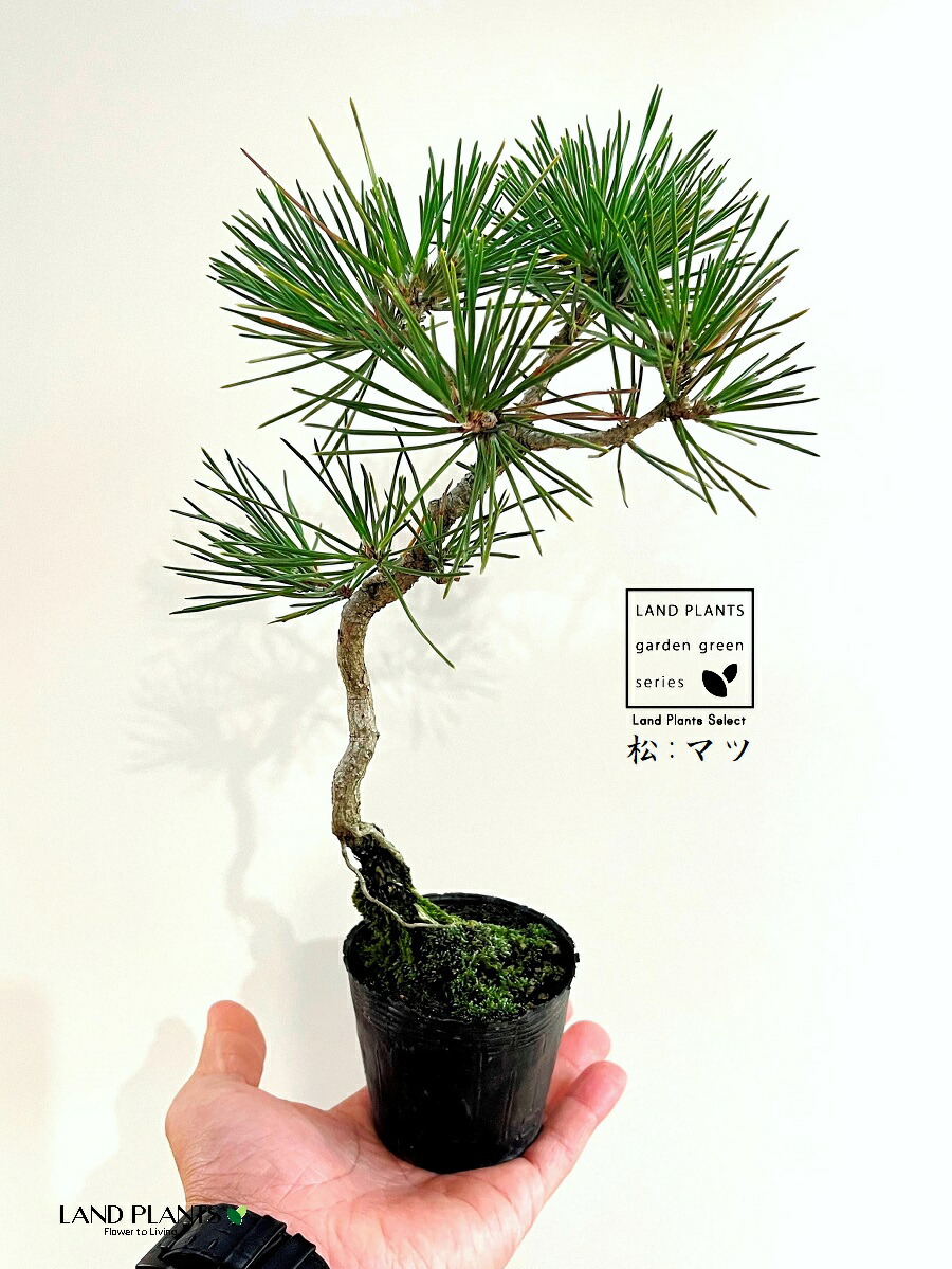楽天市場】松（黒松：くねくね） 2.5号 ポット苗 1鉢 松 松の木 マツ