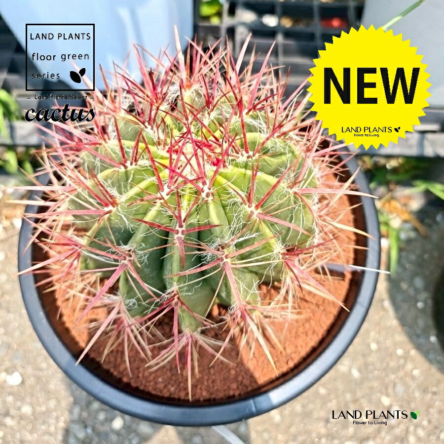 楽天市場】サボテン（赤鳳：フェロカクタス） 8号 プラスチック苗 1鉢