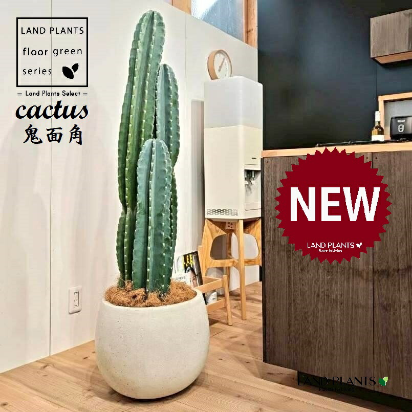 柱サボテン 鬼面角」の人気商品一覧 | 安い商品を通販サイトから探す