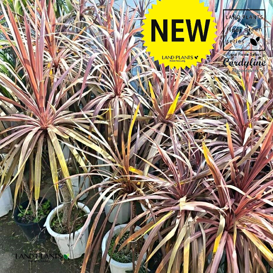 農業資材 ガーデニング コルジリネ 観葉植物」の人気商品一覧 | 安い