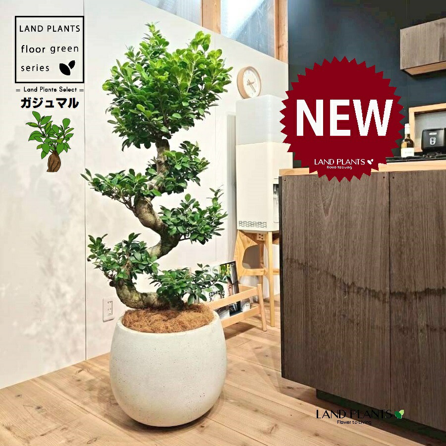 観葉植物 10号 ガジュマル」の人気商品一覧 | 安い商品を通販サイト