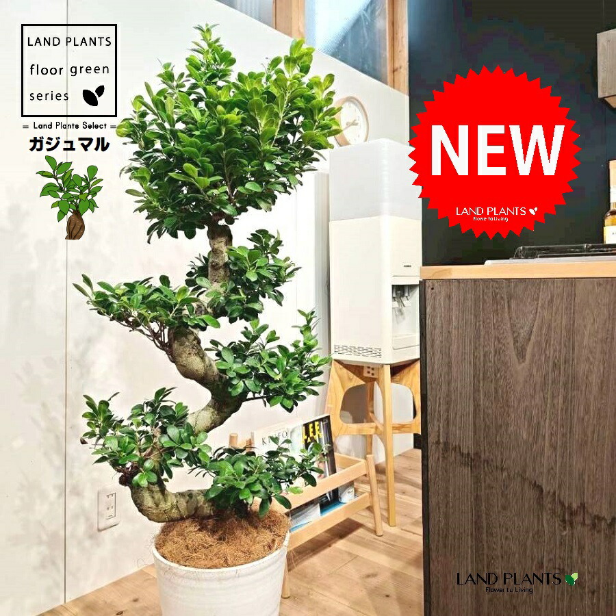 パンダガジュマル コパンダ接木 10号リン鉢 パンダガジュマル コパンダ