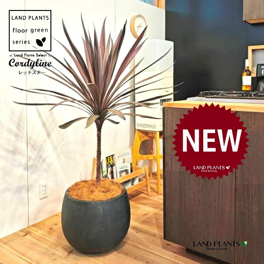 農業資材 ガーデニング コルジリネ 観葉植物」の人気商品一覧 | 安い