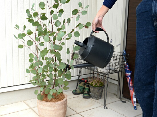 楽天市場】丸葉 ユーカリ （ポポラス） デザインの良い テラコッタ