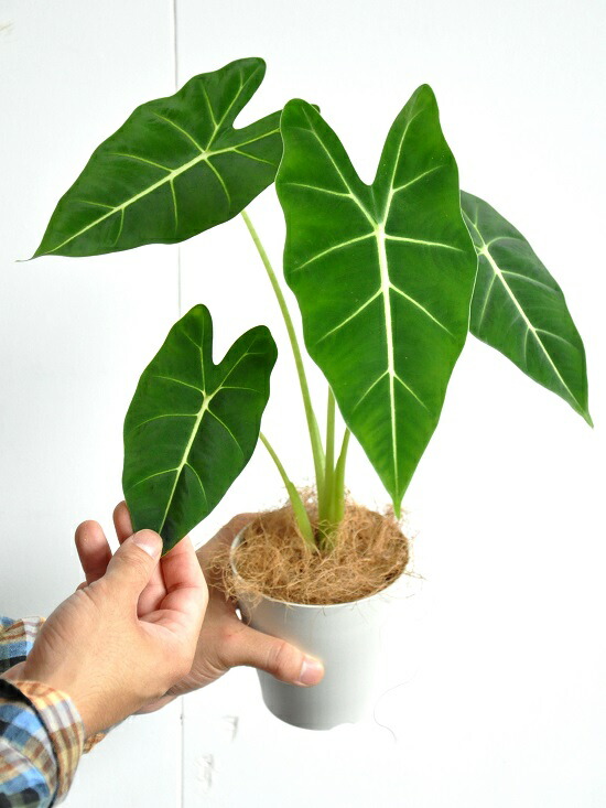 楽天市場】【お試し】 アロカシア（グリーンベルベット） 白色