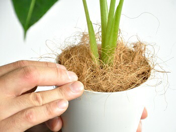 楽天市場】【お試し】 アロカシア（グリーンベルベット） 白色