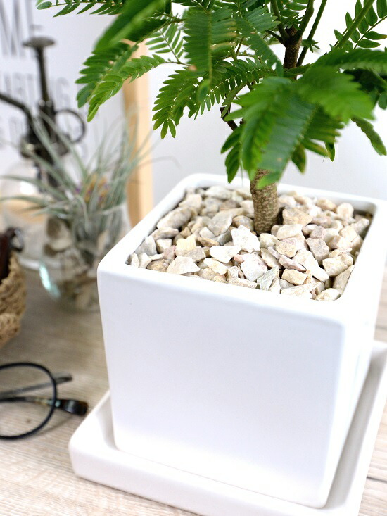 楽天市場】エバーフレッシュ ホワイト キューブ型 陶器鉢 Sサイズ