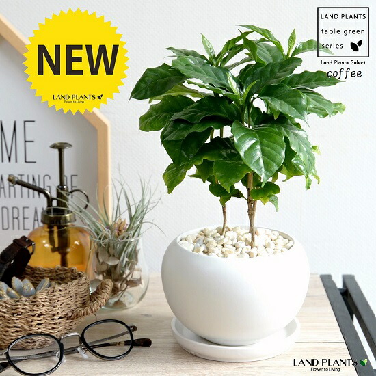 楽天市場】コーヒーの木 白色 丸型 陶器鉢 【黄色小石・受皿】 珈琲