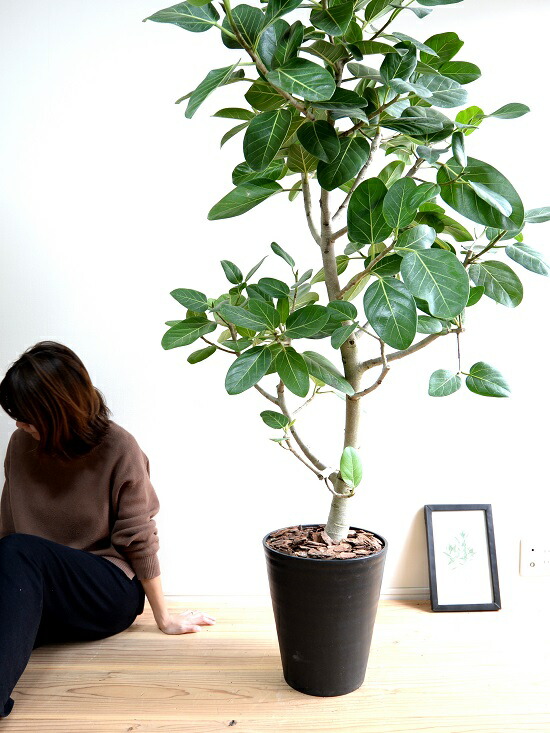 楽天市場】ベンガレンシス（自然樹形） 10号 黒色 セラアート鉢（受皿