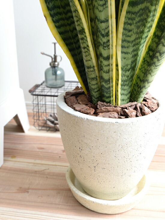 楽天市場】サンスベリア （ローレンティー） エッグ型 ラウンド陶器鉢