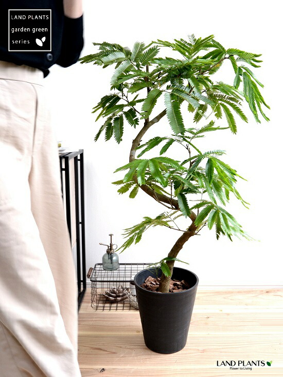 楽天市場】エバーフレッシュ 曲がり（ 3Dカーブ） ブラック セラアート