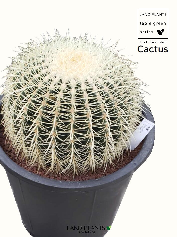 楽天市場】【ロックガーデン用苗】 サボテン（金鯱：キンシャチ） 1鉢