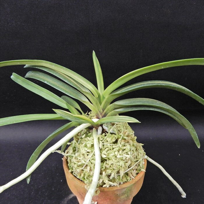 富貴蘭「金閣」若木割子 富貴蘭【金閣】 | 富貴蘭を楽しんでブログ