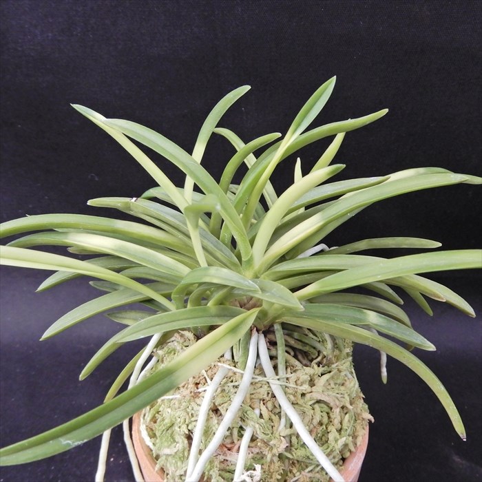 楽天市場】富貴蘭 紀州雪虎 2.5号鉢 フウキラン 風蘭 古典植物 山野草