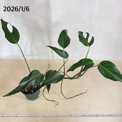 楽天市場】【訳あり】観葉植物 モンステラ バールマルクス フレーム 5