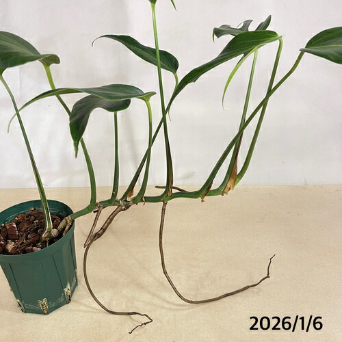 楽天市場】【訳あり】観葉植物 モンステラ バールマルクス フレーム 5