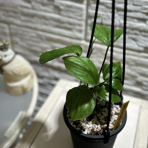 楽天市場】スキンダプサス（花・観葉植物｜花・ガーデン・DIY）の通販