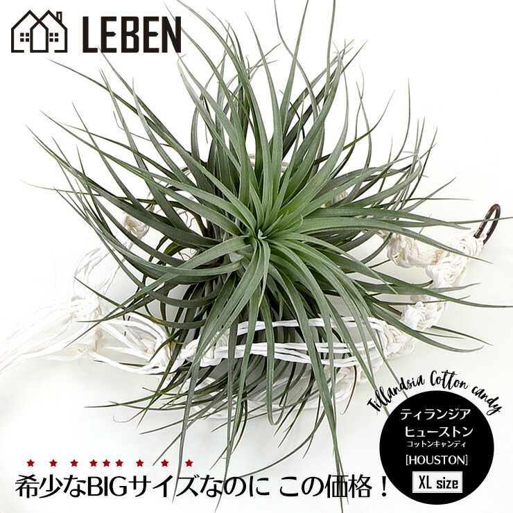 楽天市場】☆予約☆エアプランツ チランジア コットンキャンディ
