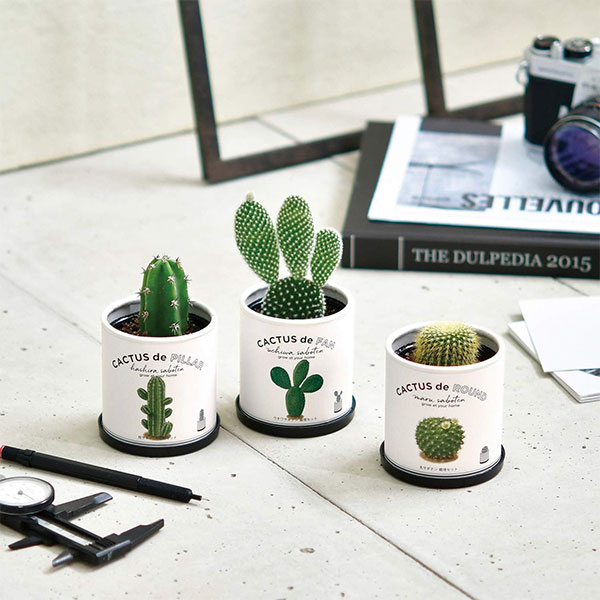 楽天市場】カクタスdeカクタス 丸サボテン 柱サボテン ウチワサボテン