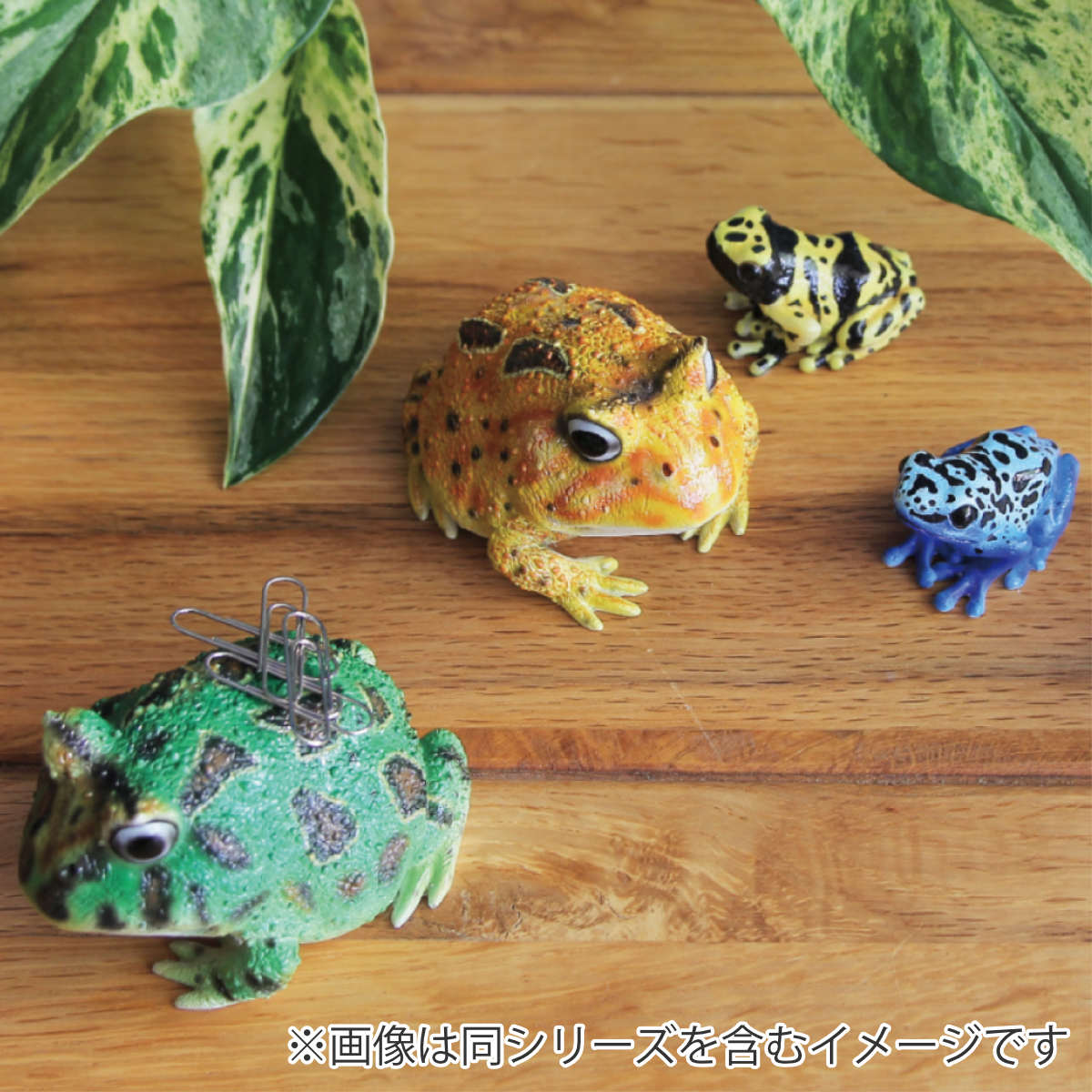 楽天市場】オブジェ REPTILES MAG ツノガエル （ クリップホルダー