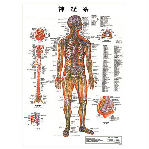 楽天市場】(検査)医道の日本社 人体解剖学チャート骨格筋 ポスター 3枚