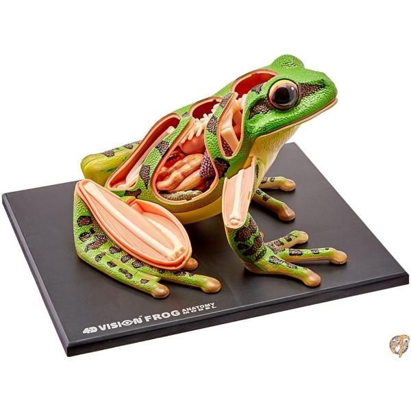 楽天市場】立体パズル 4D VISION 動物解剖 カエル解剖モデル [並行輸入