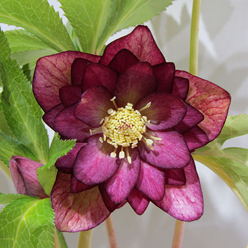 楽天市場】広瀬園芸 クリスマスローズの通販