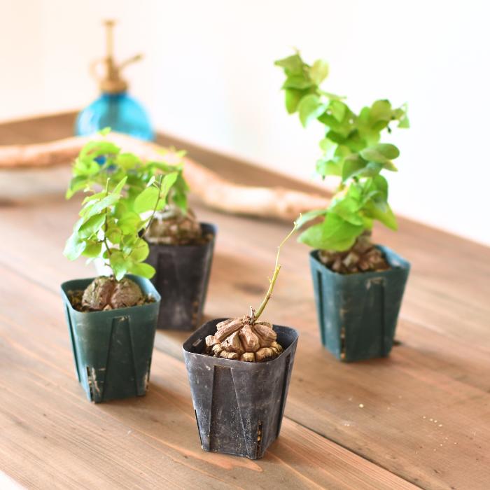 楽天市場】亀甲竜 ディオスコレア エレファンティペス 2.5号 特選株