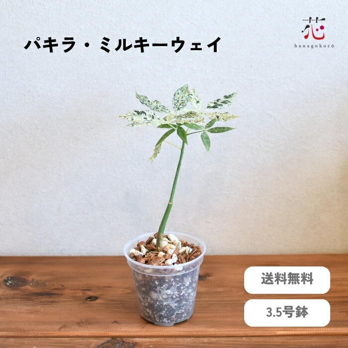 楽天市場】パキラ ミルキーウェイ 実生 3.5号 ミニ サイズ 鉢 セット
