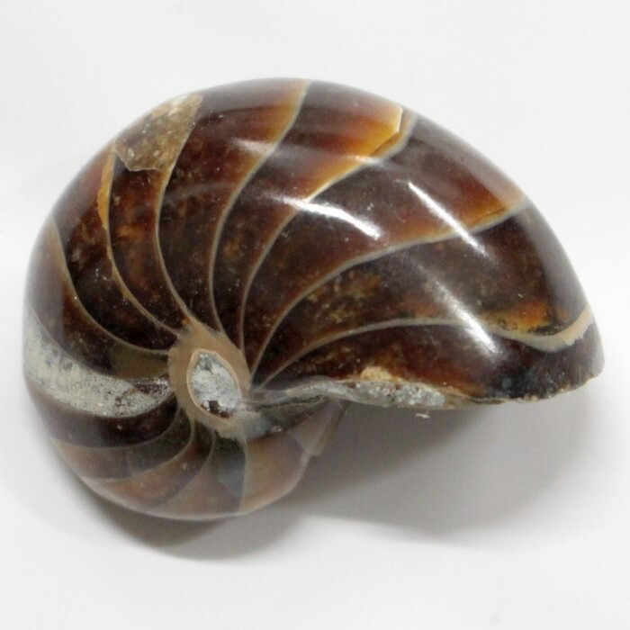 オウムガイ化石