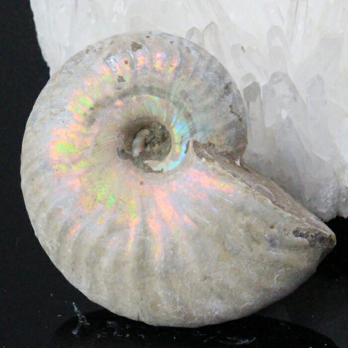 楽天市場】【マダガスカル産 一級品 厳選一点物】アンモナイト 化石 虹