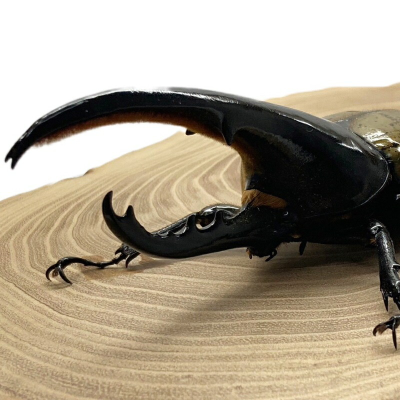 楽天市場】ヘラクレスオオカブト 【ヘラクレスヘラクレス】 オス単品