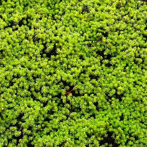 楽天市場】スナゴケ (砂苔) 盆栽用 中 (容器サイズ95mm x 164mm) 単品