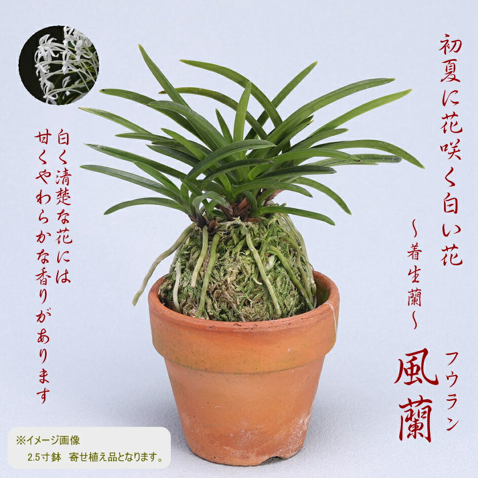 楽天市場】風蘭 風らん フウラン 白く可憐な花 独特の甘い香りも魅力